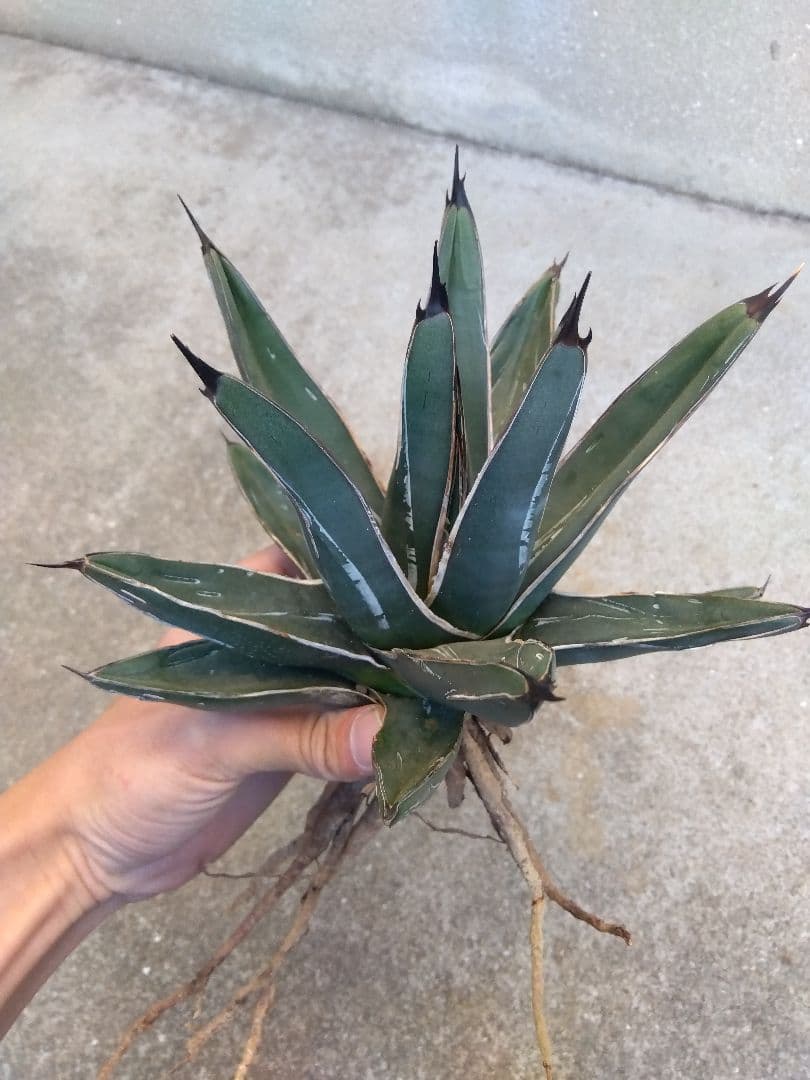 アガベ　笹吹雪　ニッケルシー　20センチ❗子株つき❗