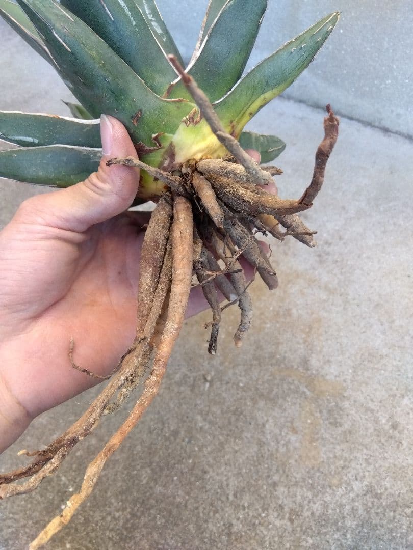 アガベ　笹吹雪　ニッケルシー　20センチ❗子株つき❗