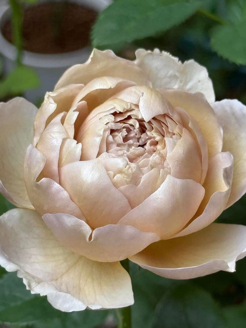 高級な和花　接木　3GLの鉢