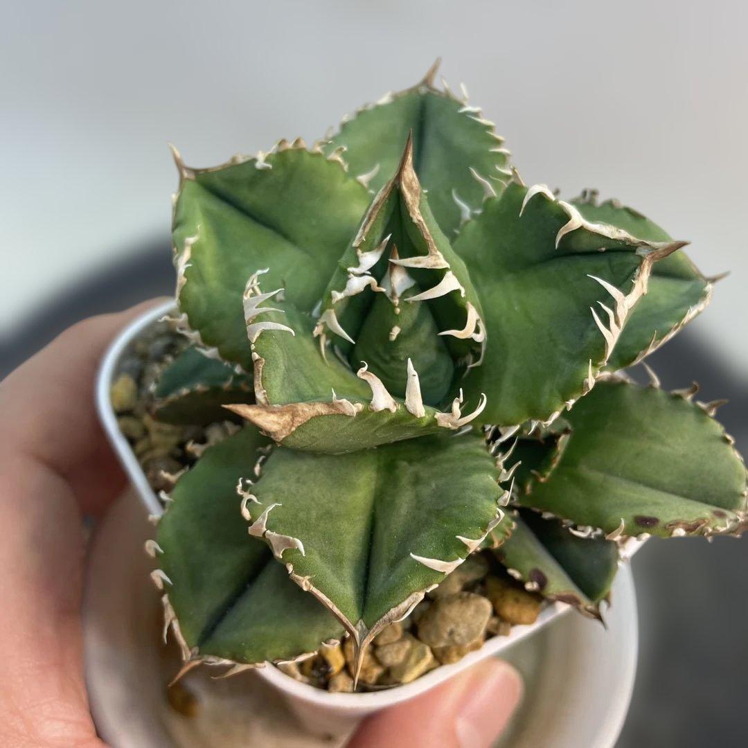 アガベ　チタノタ　皇冠　子株3株付き　ブツブツ良血統　台湾育種家由来　コンパクト