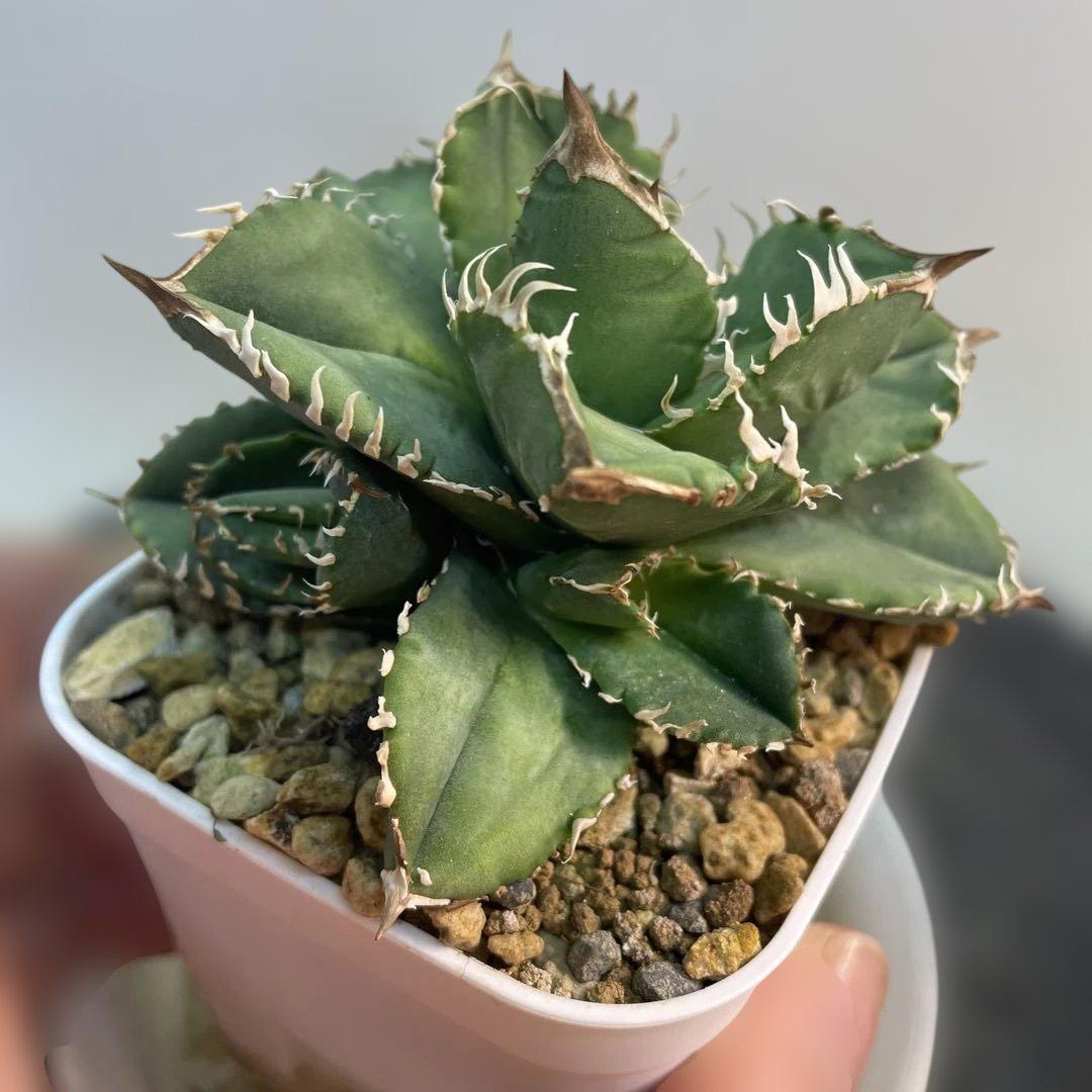 アガベ　チタノタ　皇冠　子株3株付き　ブツブツ良血統　台湾育種家由来　コンパクト