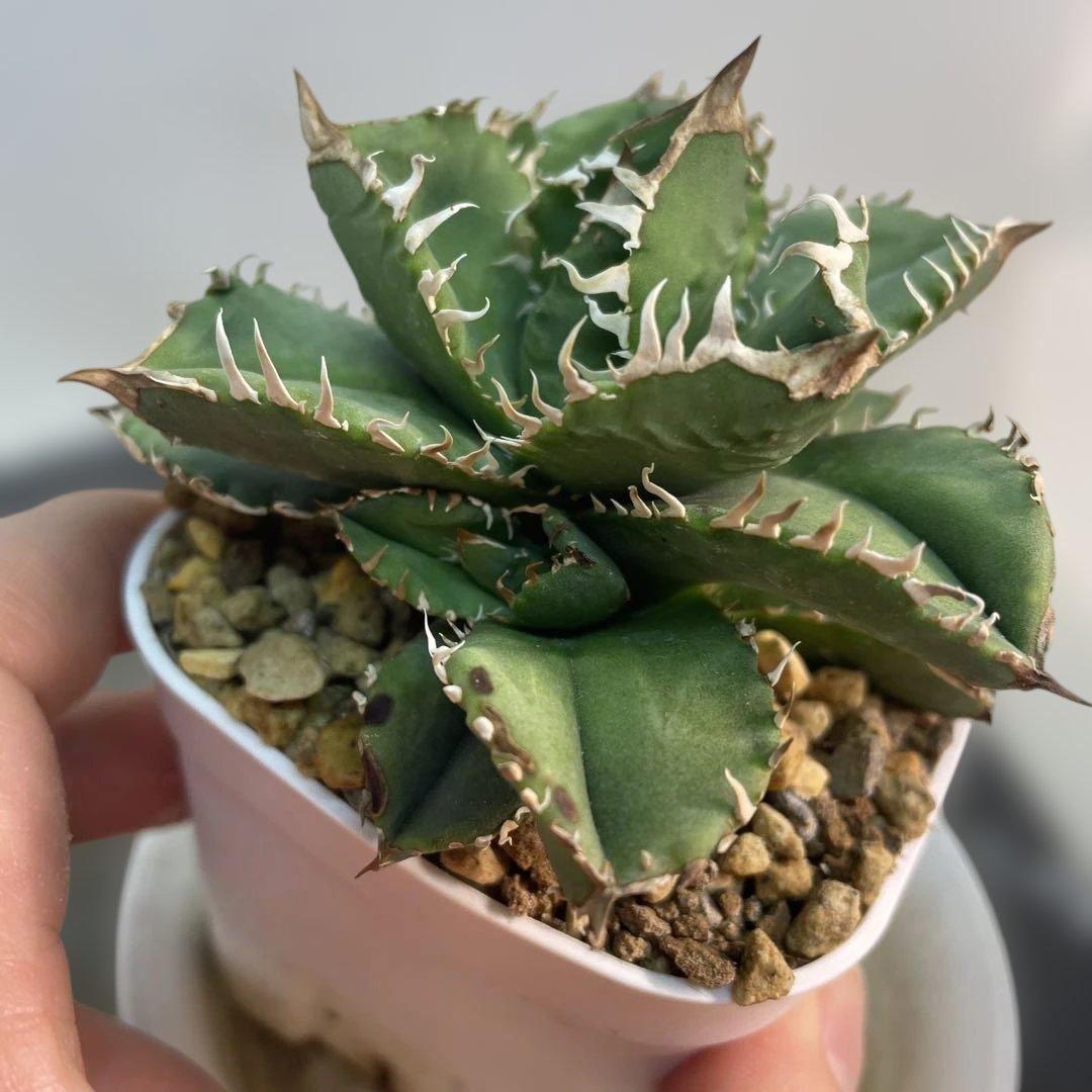 アガベ　チタノタ　皇冠　子株3株付き　ブツブツ良血統　台湾育種家由来　コンパクト