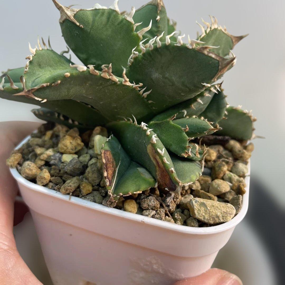 アガベ　チタノタ　皇冠　子株3株付き　ブツブツ良血統　台湾育種家由来　コンパクト