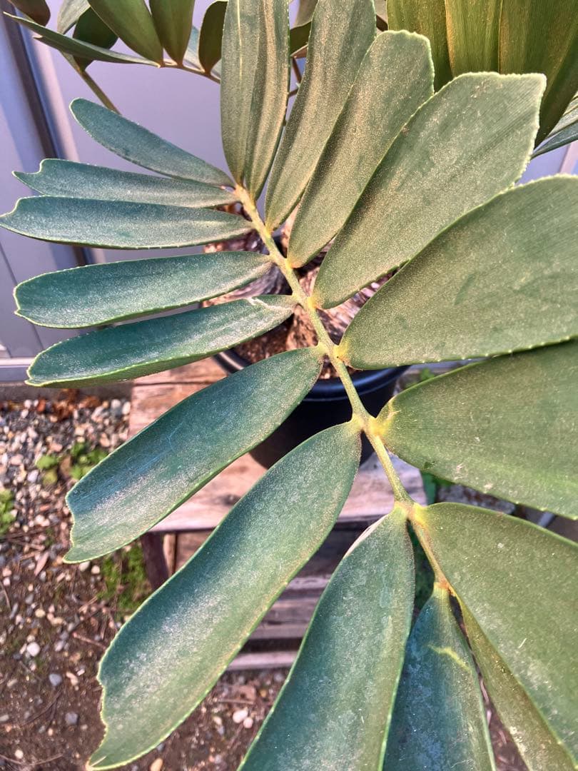 【オマケ付き】ザミア　フルフラセア　3頭株　鉢ごと発送　メキシコソテツ