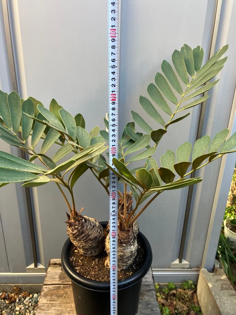 【オマケ付き】ザミア　フルフラセア　3頭株　鉢ごと発送　メキシコソテツ