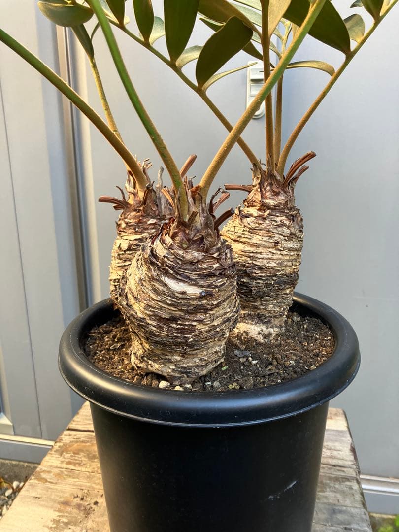 【オマケ付き】ザミア　フルフラセア　3頭株　鉢ごと発送　メキシコソテツ