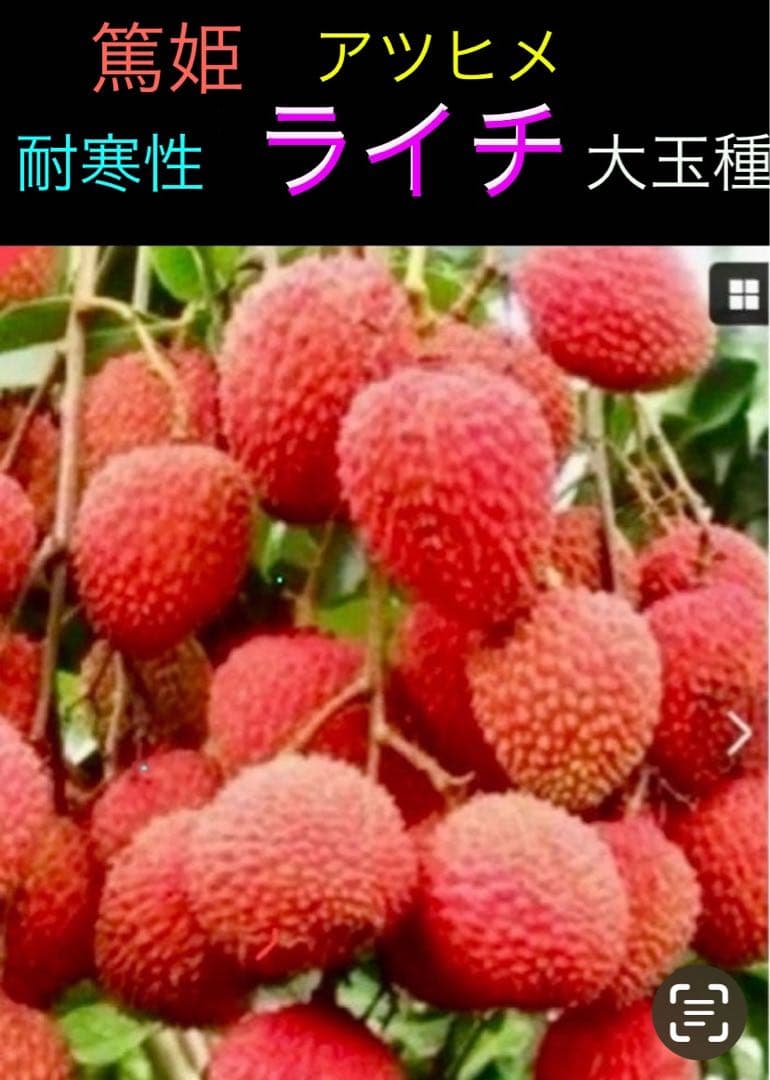 ❹ライチ 耐寒性篤姫　アツヒメ