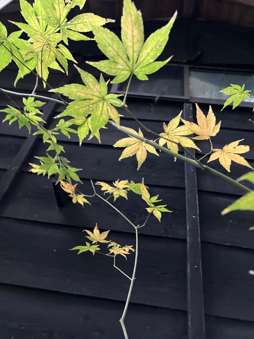 4 山採り　ヤマモミジ