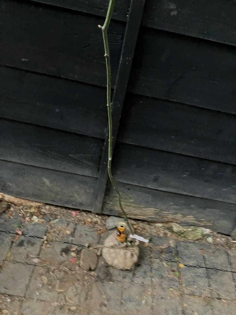 4 山採り　ヤマモミジ