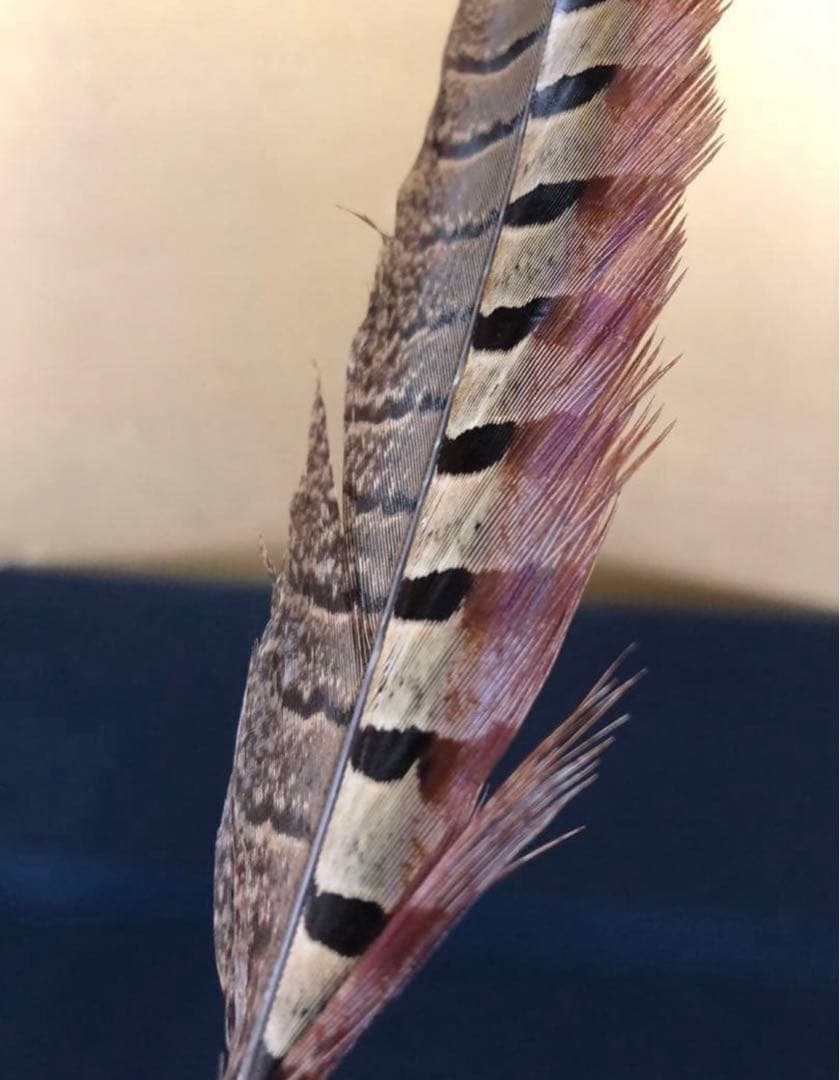 ️《R》掛け軸用 羽箒 雉 木箱 元箱　260107か5