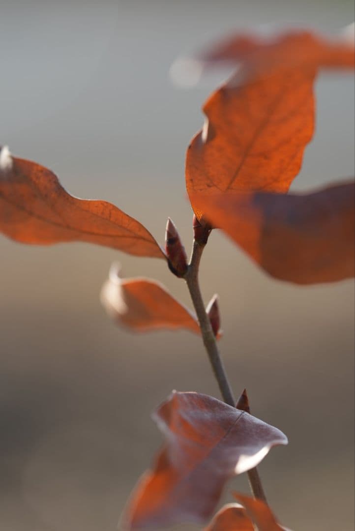 レンズ(ズーム) FE70-200F4MacroGOSSII SEL70200G2