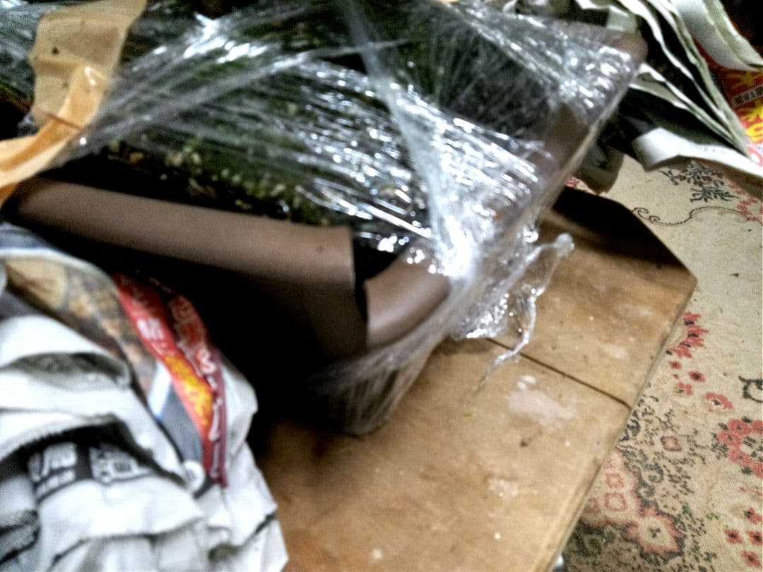 【中品　五葉松盆栽】　　　　⭕樹齢 55年 葉性抜群❗