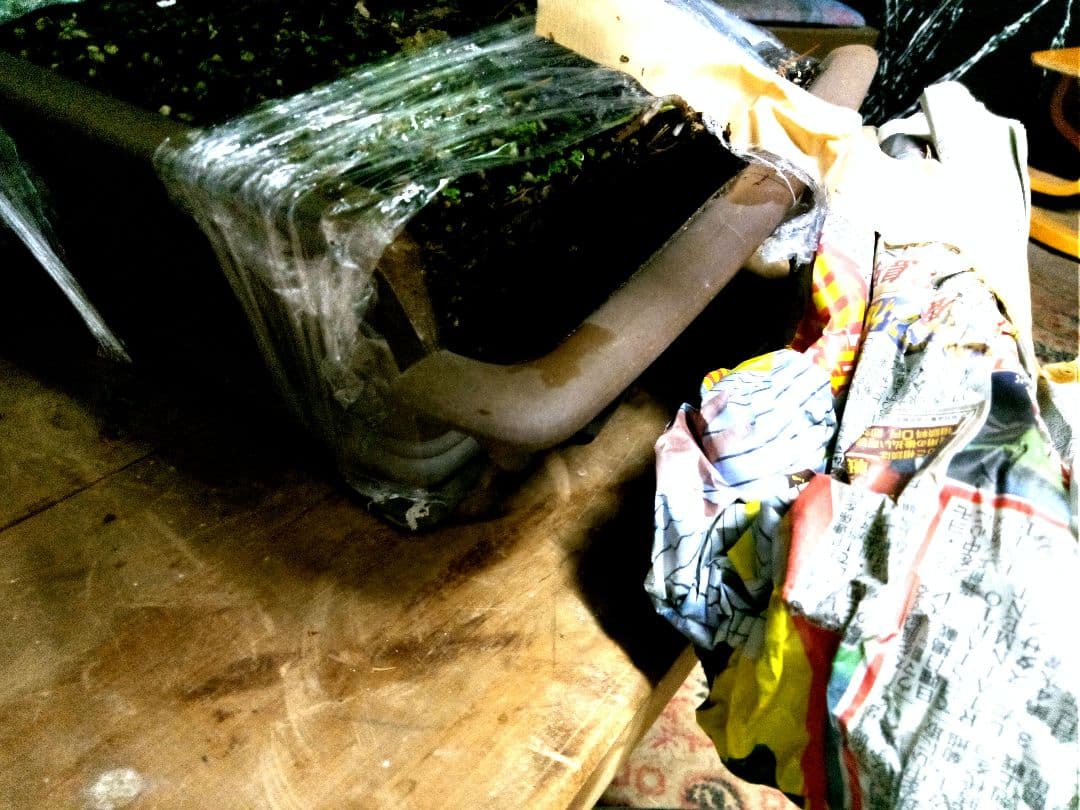 【中品　五葉松盆栽】　　　　⭕樹齢 55年 葉性抜群❗