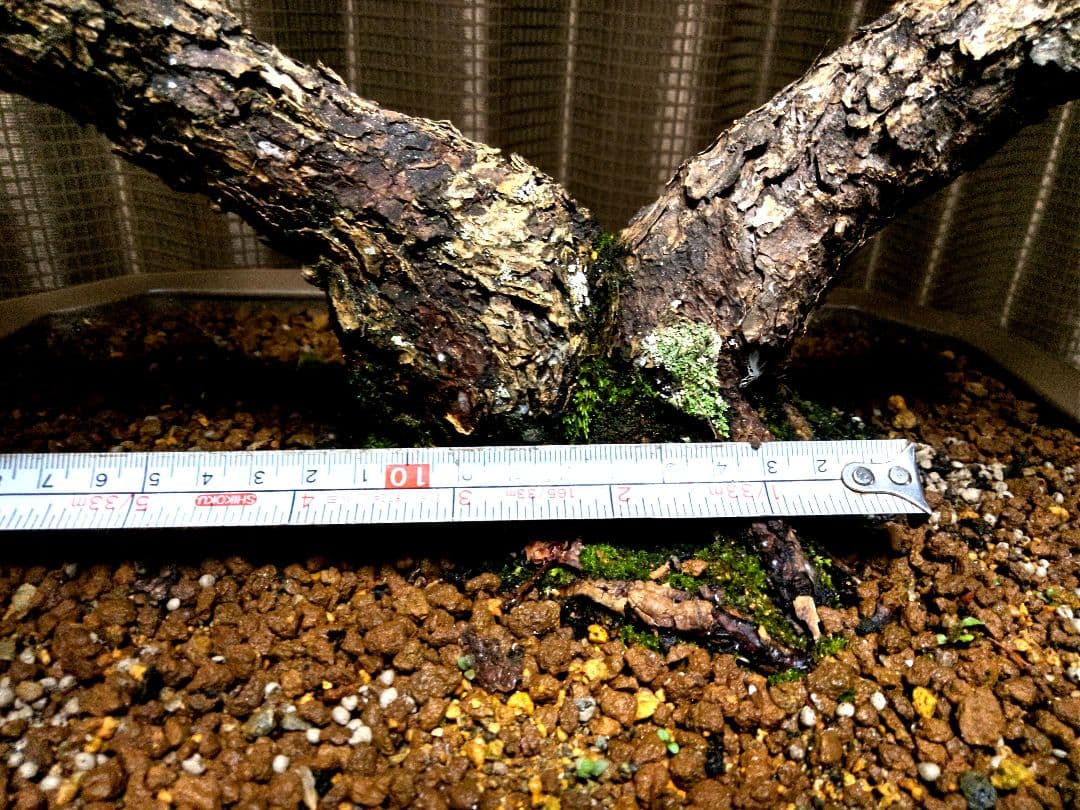 【中品　五葉松盆栽】　　　　⭕樹齢 55年 葉性抜群❗