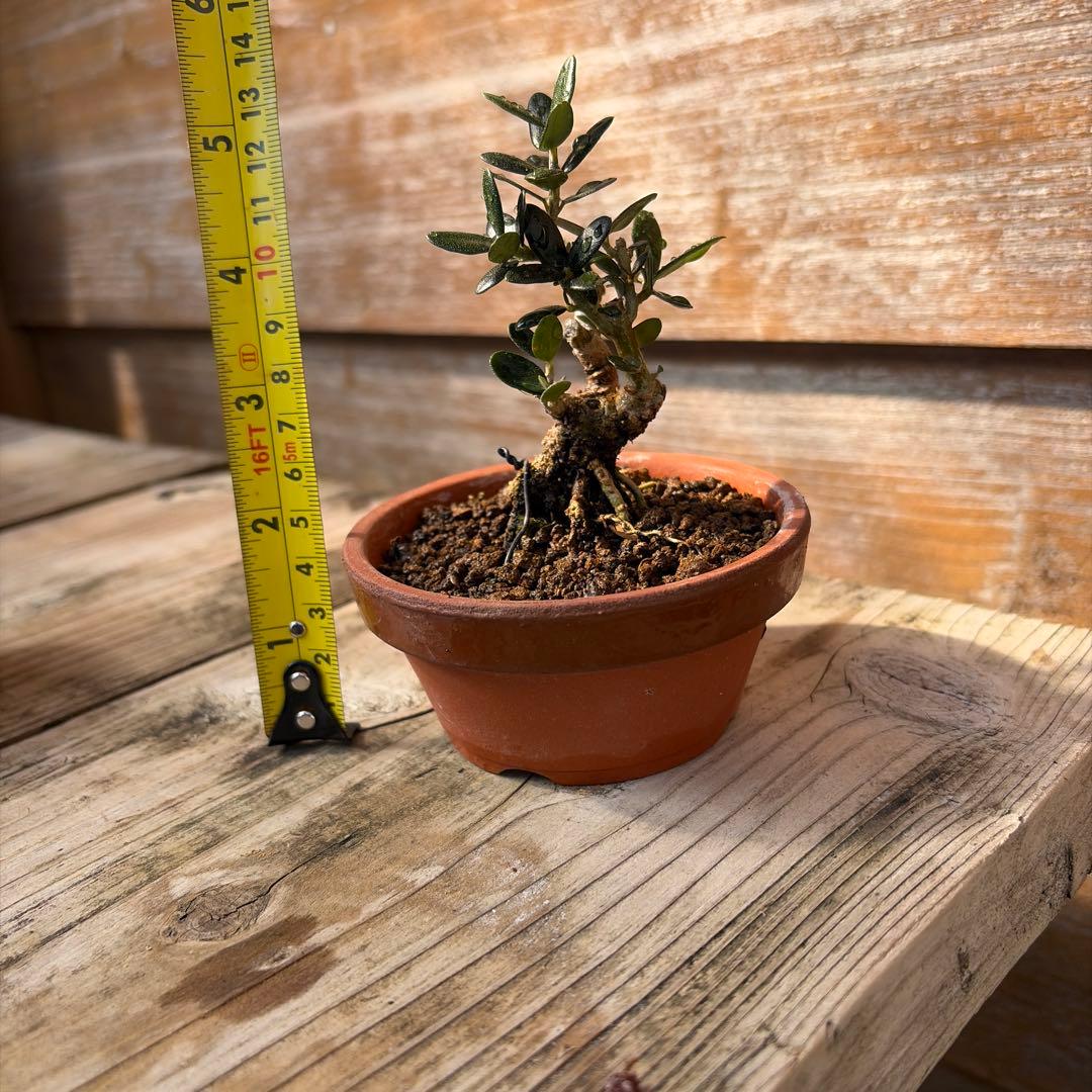 姫オリーブ小品盆栽1