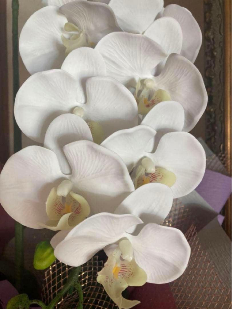 光触媒　人工観葉植物　ウォールグリーン　フェイクグリーン　リアル胡蝶蘭w'