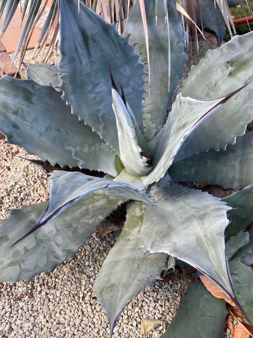 アガベ　値下げ‼️超大株　輸入株　シュリペイマグナ