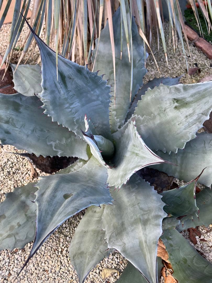 アガベ　値下げ‼️超大株　輸入株　シュリペイマグナ