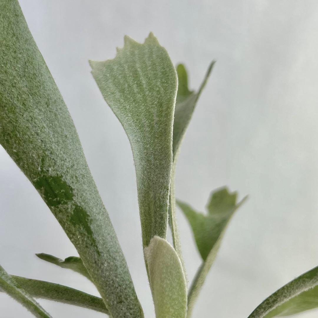 【メルカリ便】P. Willinckii Spur(TC) 【37】