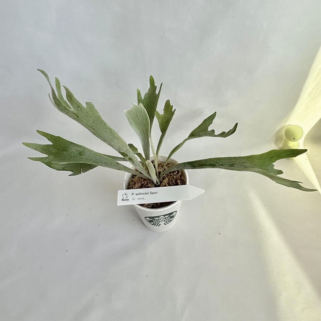 【メルカリ便】P. Willinckii Spur(TC) 【37】