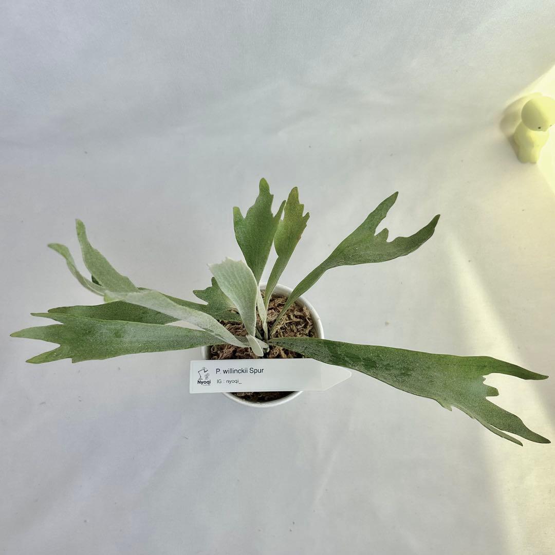 【メルカリ便】P. Willinckii Spur(TC) 【37】