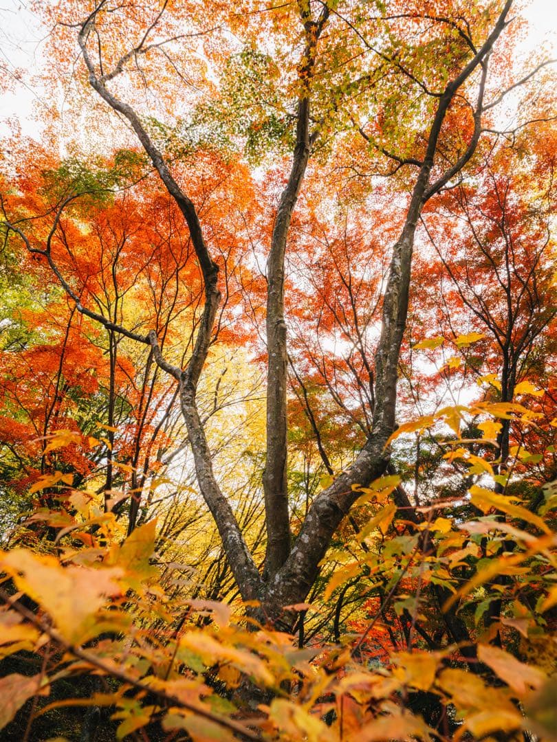 VILTROX AF 20mm F2.8 フィルター付き　単焦点