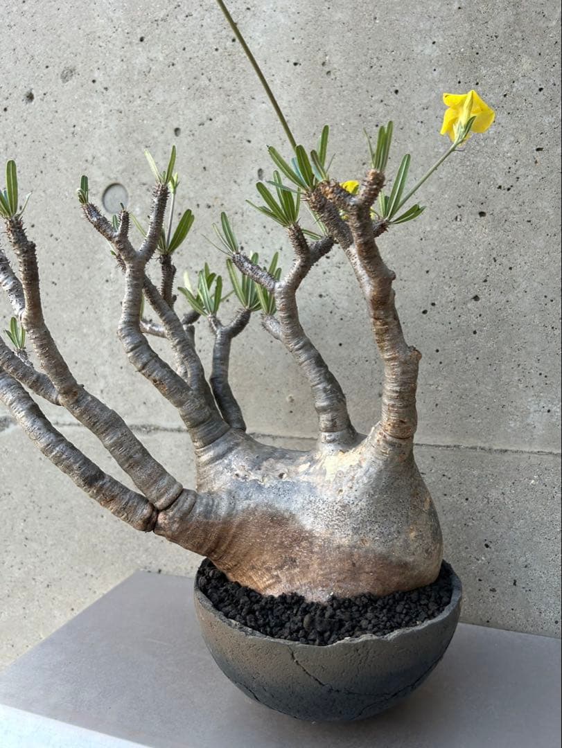 パキポディウム　グラキリス　現地株　大株　発根済