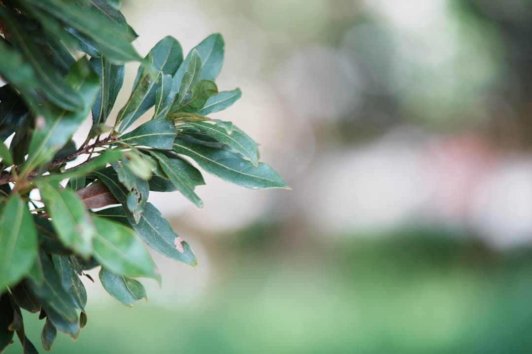 【希少6枚玉】動作◎ SMC Takumar 135mm F2.5 734