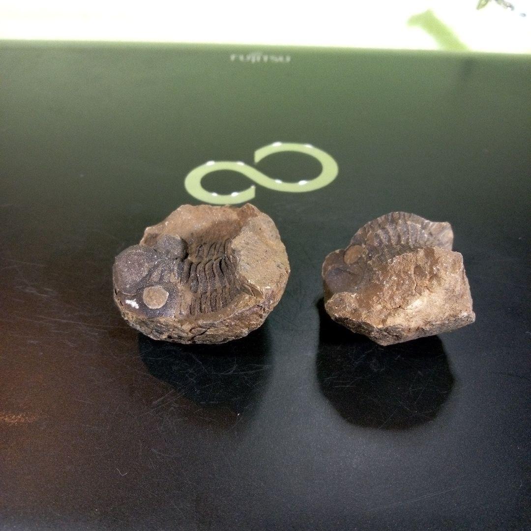 三葉虫　化石　fossil　ボリビア産　trilobite　ノジュール管理④
