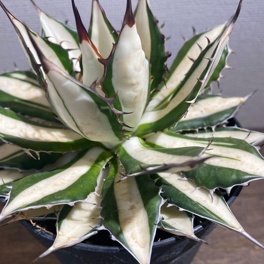 アガベ　ホリダ　白中斑　極上限定