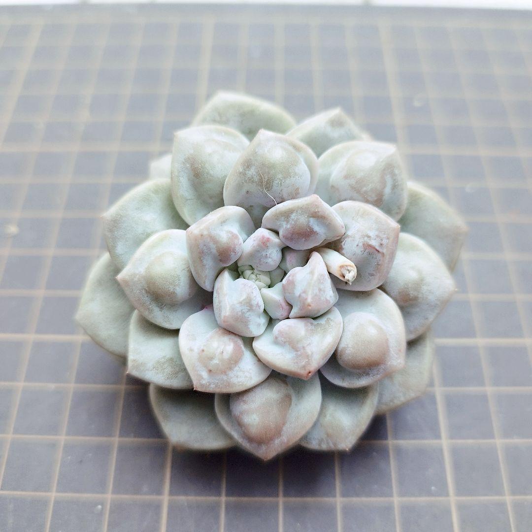 デーモンレルム◎多肉植物 カット苗 韓国苗 エケベリア等