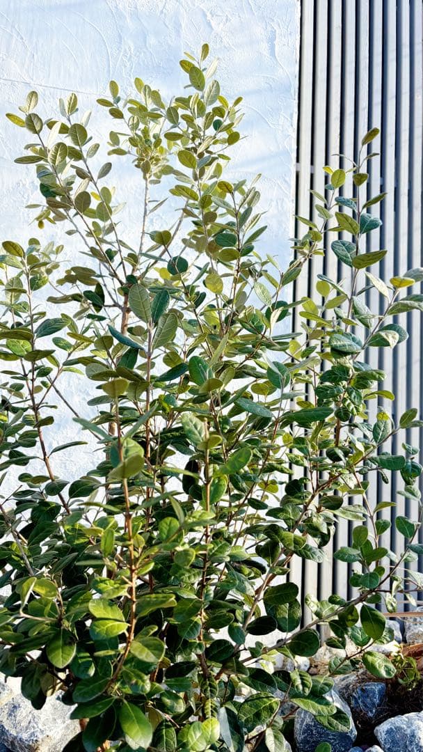 超逸品。フェイジョア株立ち1.5M(鉢底から)品番A