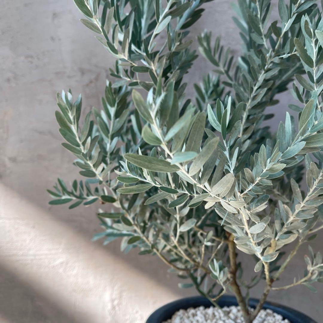 アカシア　ブルーブッシュ　シルバーリーフ　バルーン陶器鉢　植え込み発送