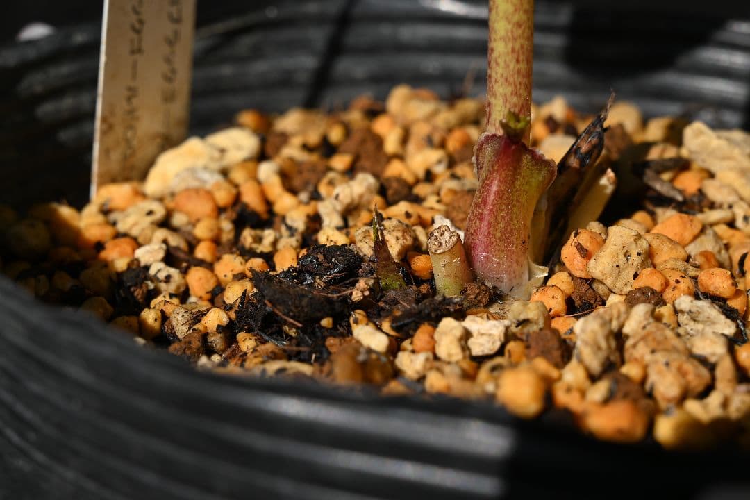 クリスマスローズ　認定ブラックゴールド　加藤農園