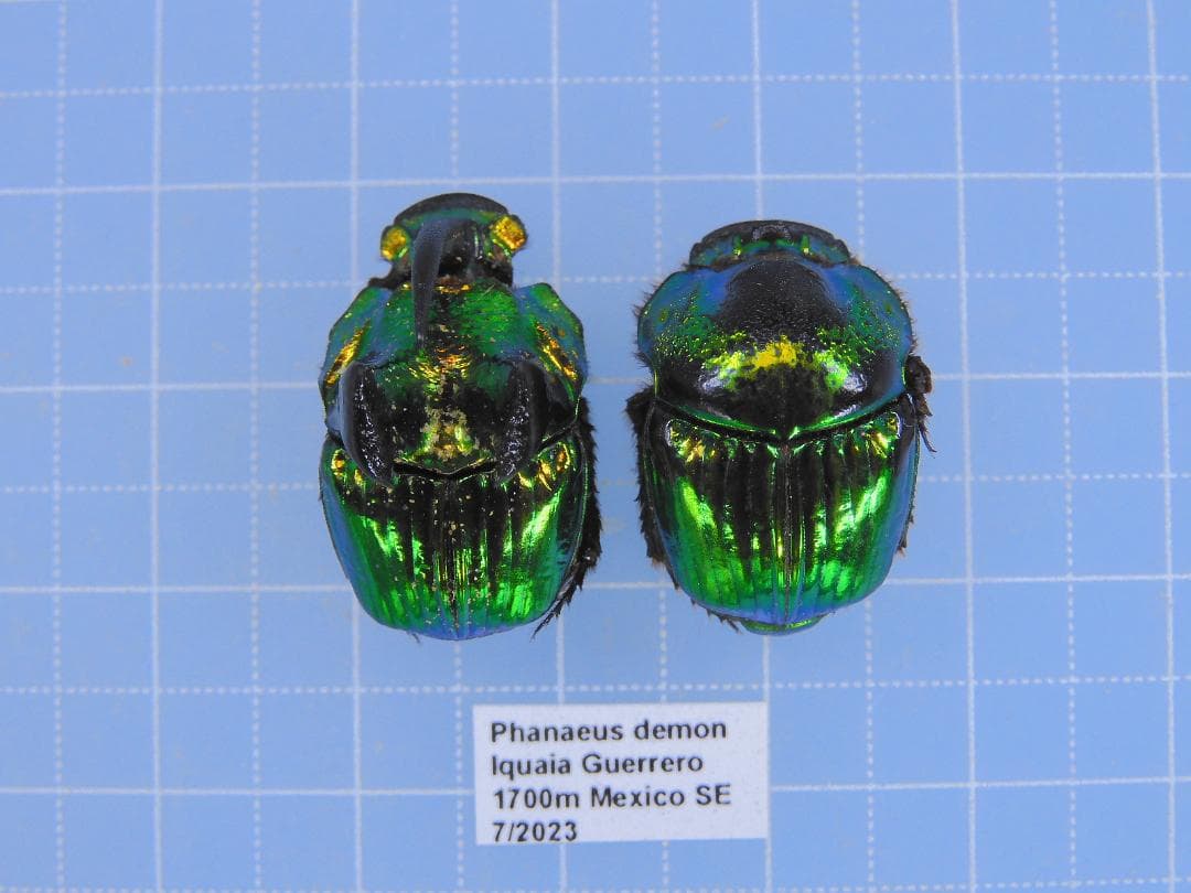 標本 Mexico Phanaeus demon demon 21mm 20mm