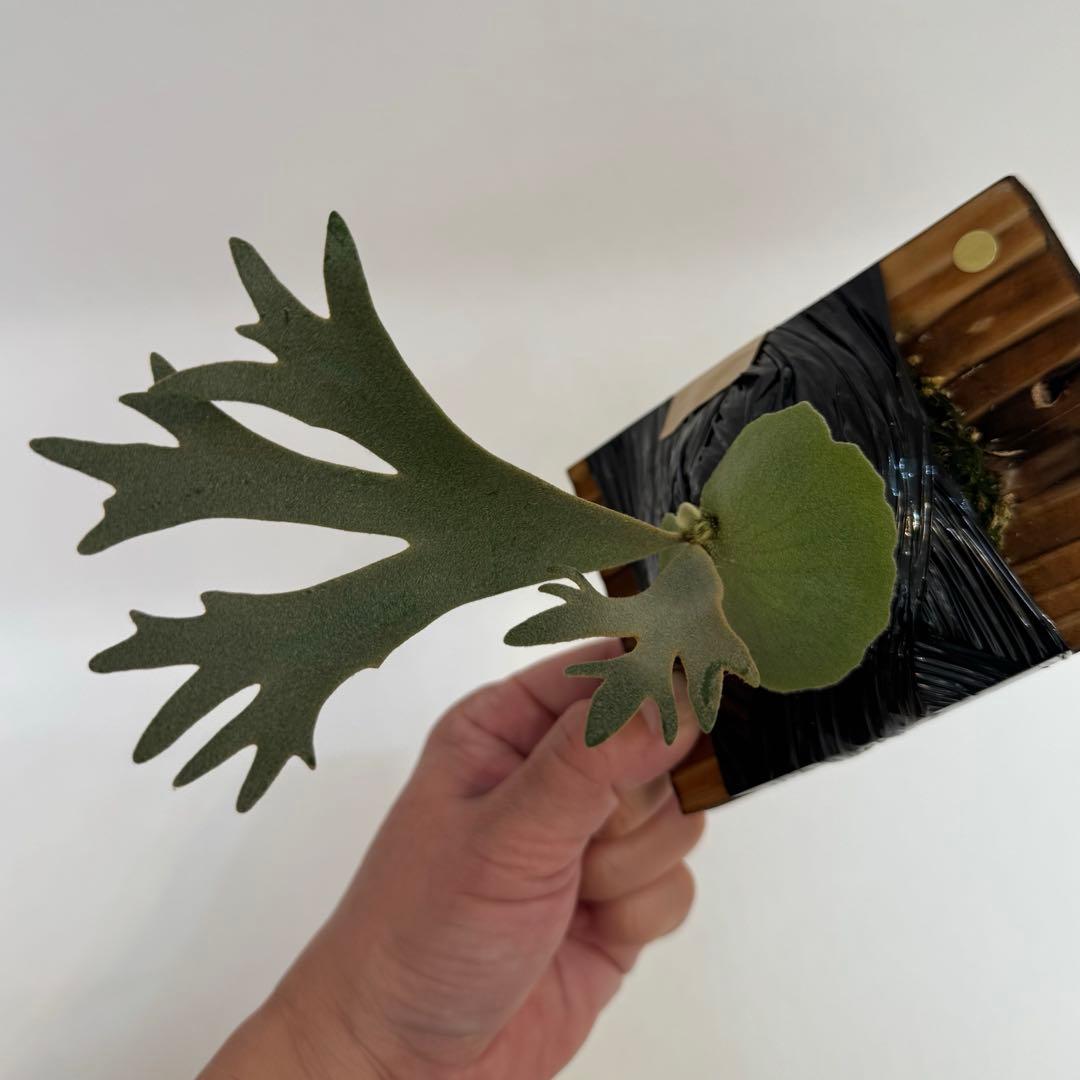 ◆ビカクシダ◆確認用◆