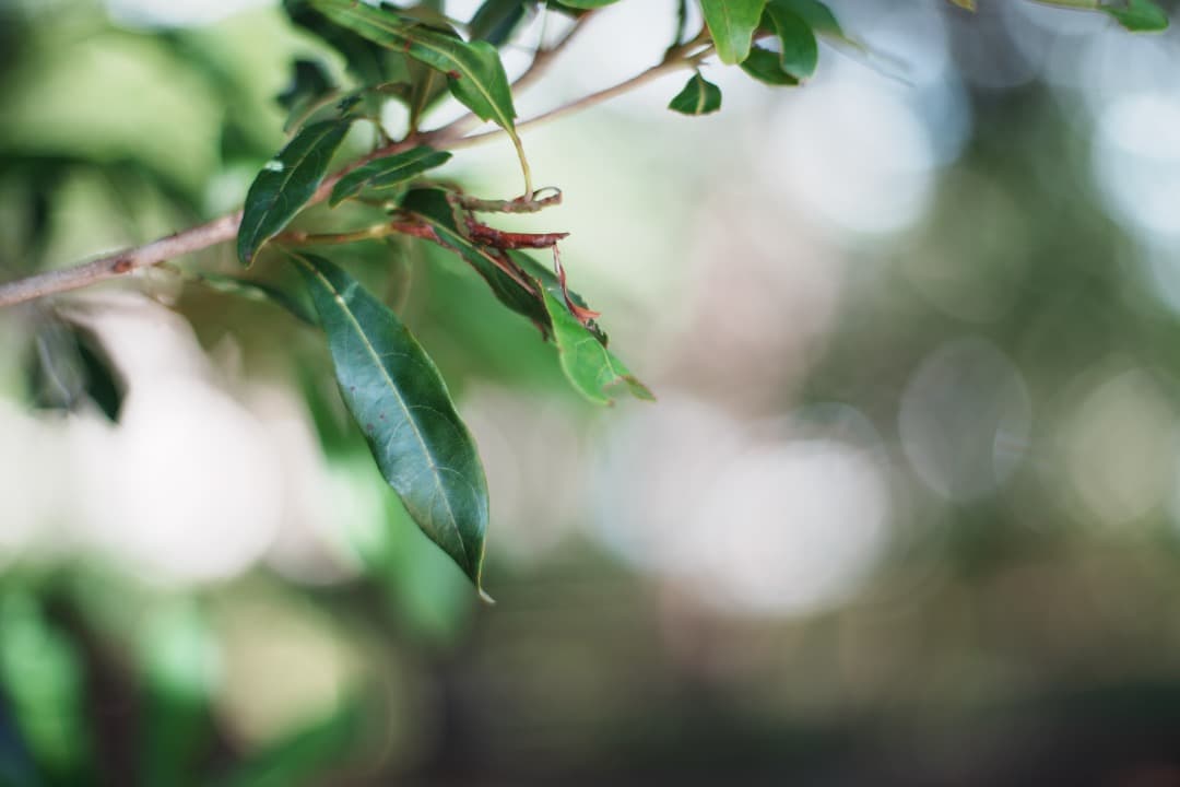 【極美品】Carl Zeiss Planar 50mm F1.4 MMJ 714