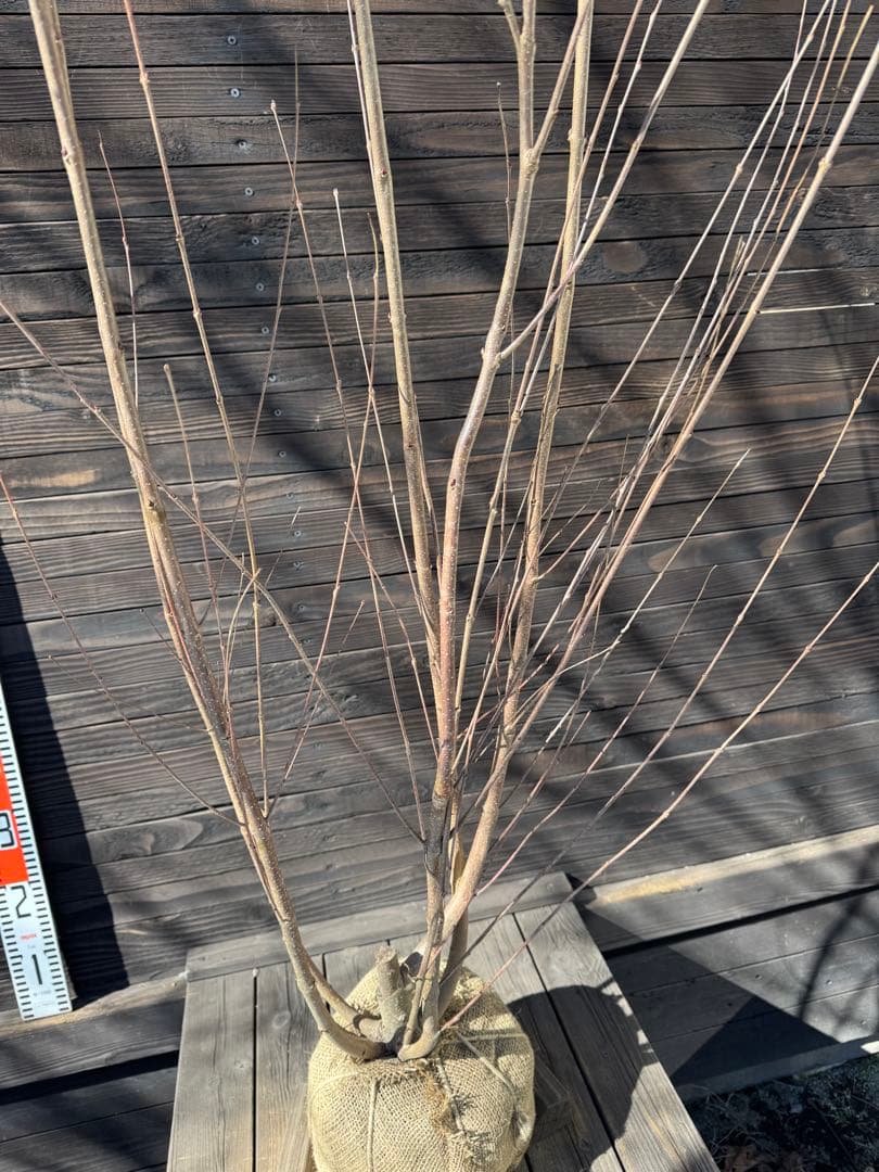 カツラ（桂）本株立ち【現品発送】管理 80048