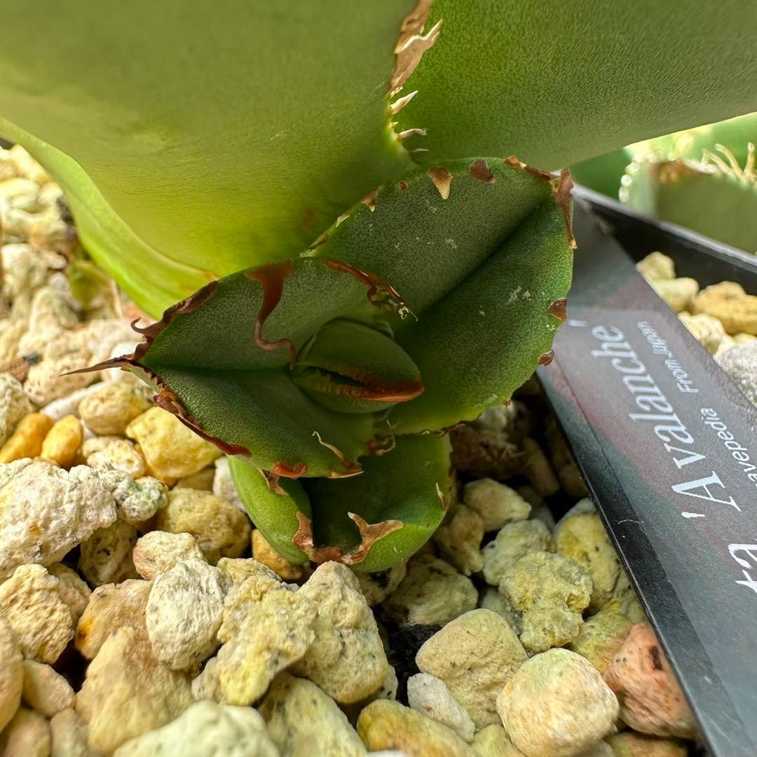 アガベ　チタノタ　Avalanche レザ血統