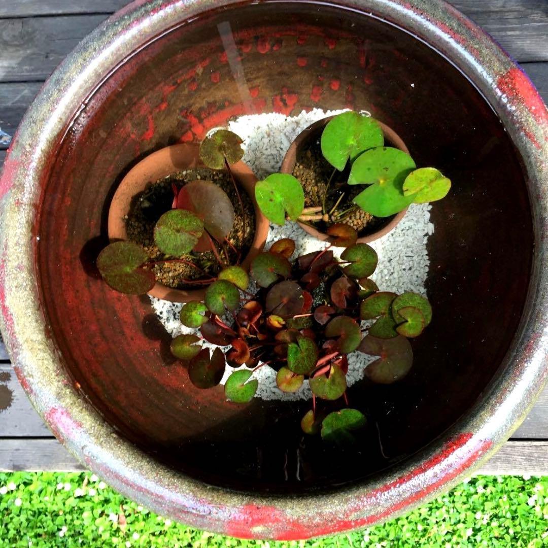 美しい赤鉢　睡蓮鉢　特大