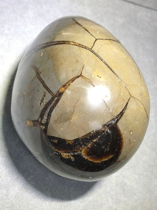 セプタリアン 特大サイズ卵