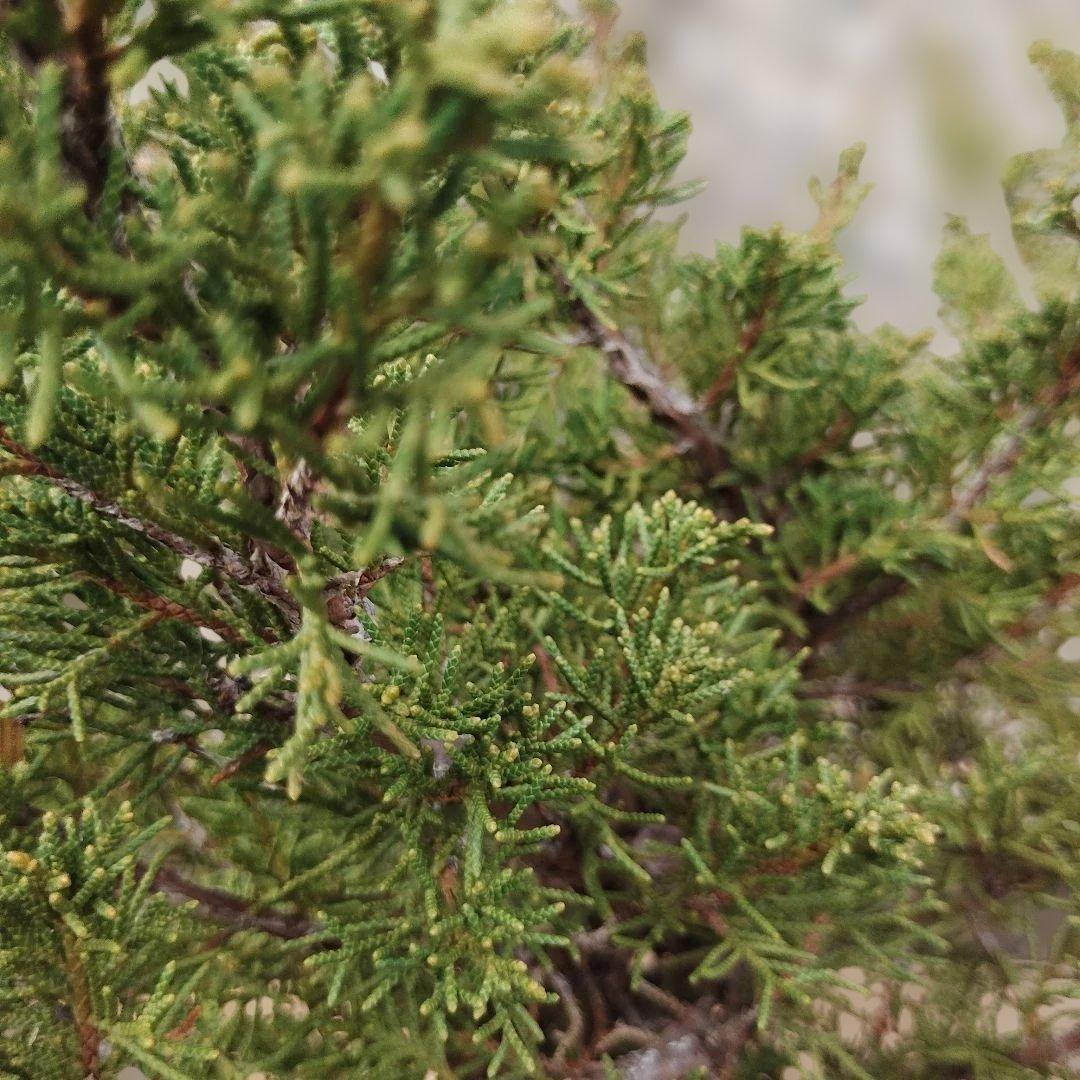②糸魚川真柏　素材