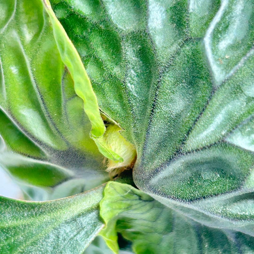 P. Madagascariense【大株】