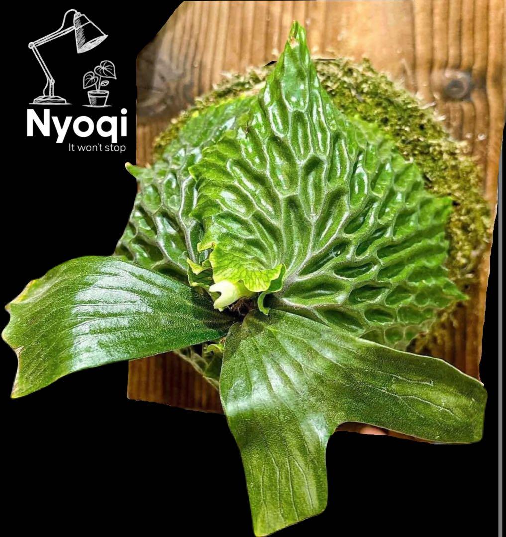 P. Madagascariense【大株】