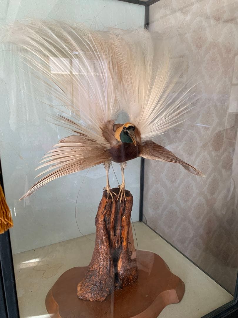 風鳥 極楽鳥 剥製 インテリア アンティーク レトロ ヴィンテージ アート