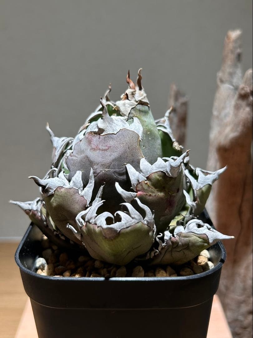 アガベ　赤猫　ゴリ猫　B