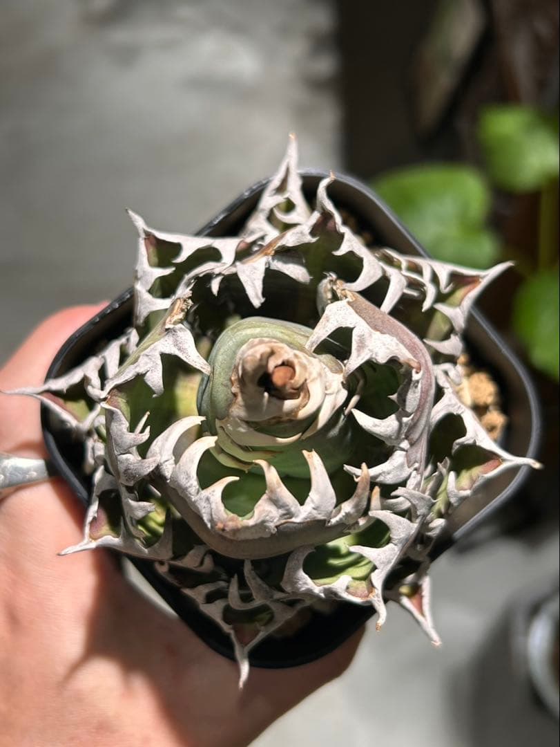 アガベ　赤猫　ゴリ猫　B