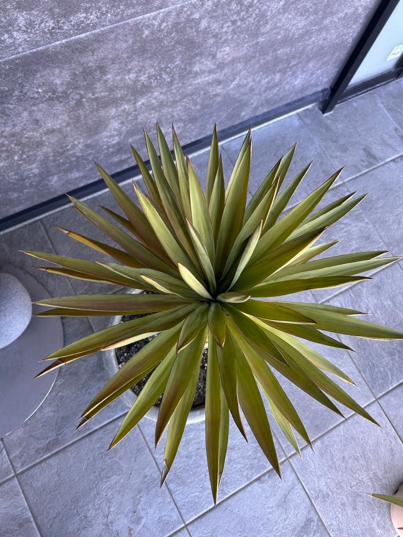 アツバキミガヨラン　ユッカグロリオサ　植物　観葉植物