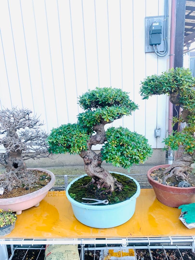 皐月盆栽　サツキ　ツチジ