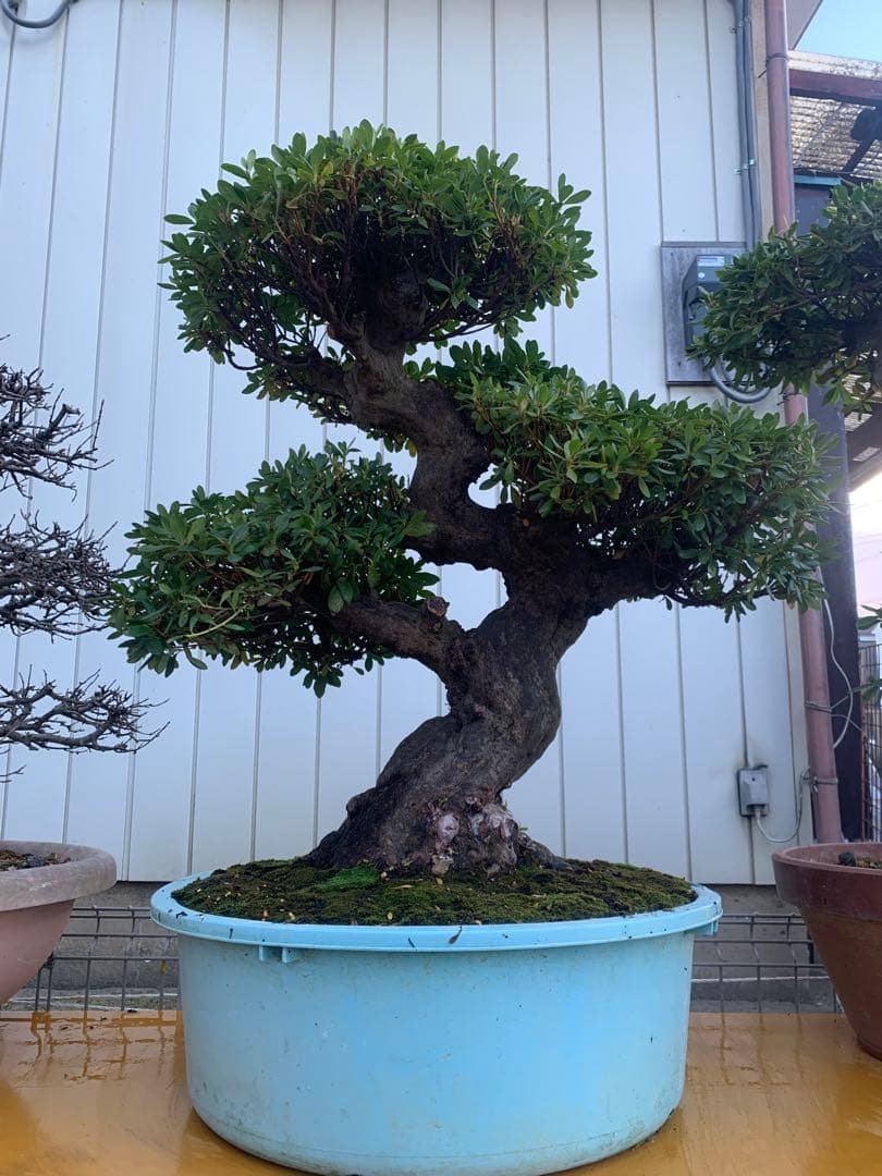 皐月盆栽　サツキ　ツチジ